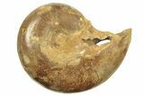 Jurassic Cut & Polished Ammonite Fossil (Half) - Madagascar #223251-1